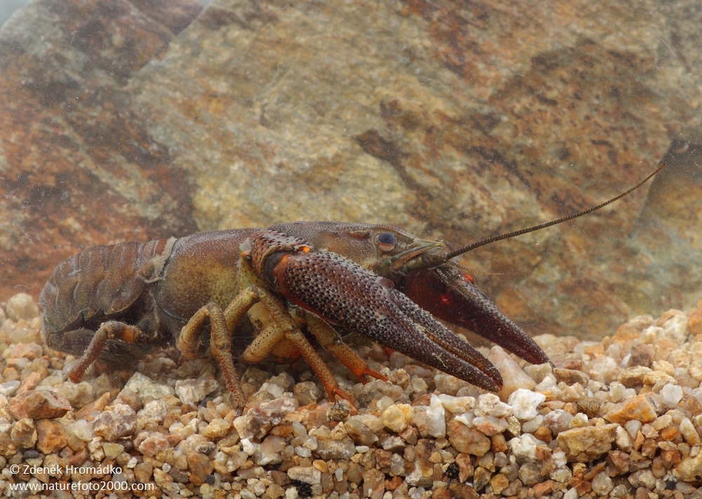 Noble Crayfish, Astacus astacus (Others, )